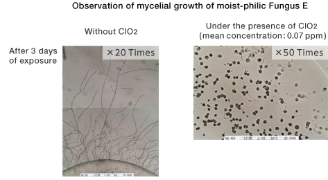 Observation of mycelial growth of moist-phobic Fungus E