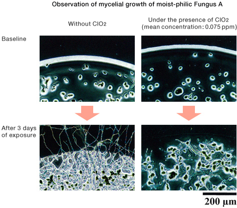 Observation of mycelial growth of moist-philic Fungus A