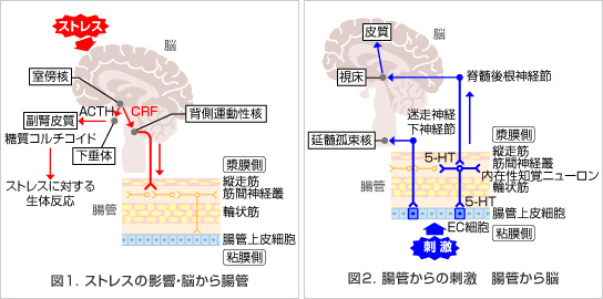 図1. ストレスの影響　脳からの腸管　図2. 腸管からの刺激　腸管から脳