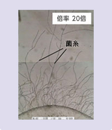 二酸化塩素ガスなし 倍率 20倍