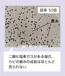 二酸化塩素ガスあり 倍率 50倍 二酸化塩素ガスがある場合、カビの菌糸の成長はほとんど見られない