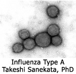 Influenza Type A Takeshi Sanekata, PhD