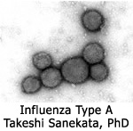 A型流行性感冒病毒 實方剛博士 提供
