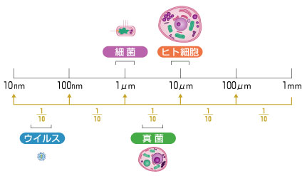 ヒトの細胞とウィルス、細菌、真菌（カビ）の大きさの比較