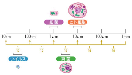 ウイルス ウィルス どっち