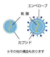 ウイルス ウィルス どっち