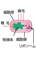 細菌