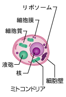 真菌（カビ）