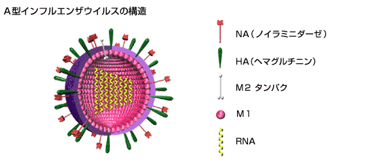 Ａ型インフルエンザウイルスの構造