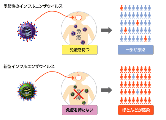 季節性のインフルエンザウイルスと新型インフルエンザ