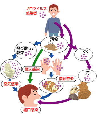 ノロウイルス 主な感染経路