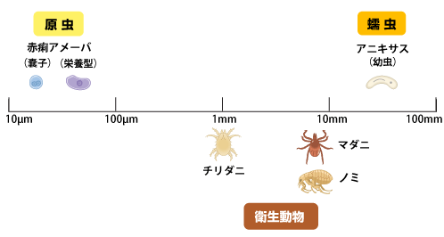 病原体：寄生虫とは