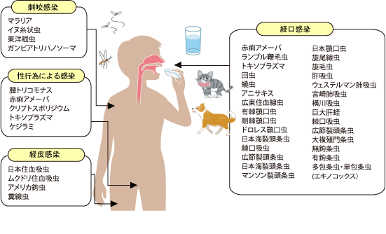 寄生虫の感染経路