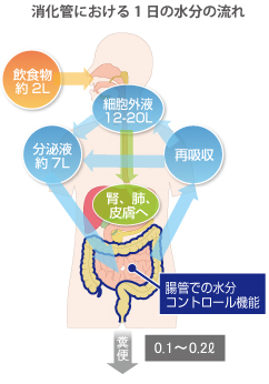 水 の 飲み 過ぎ 下痢