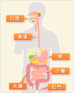 消化管の働き