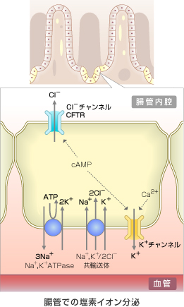 腸管での塩素イオン分泌