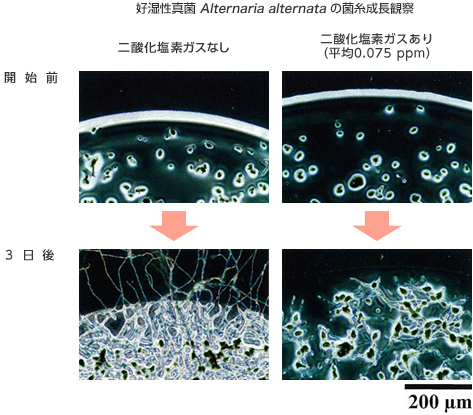 二酸化塩素ガス環境下における好湿性真菌（Alternaria alternata）の菌糸成長観察結果