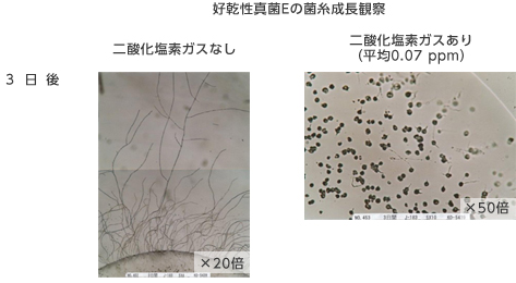 好乾性真菌Eの菌糸成長観察