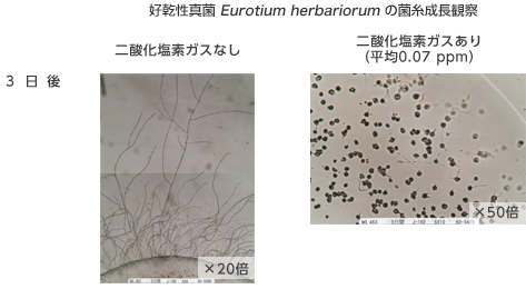 二酸化塩素ガス環境下における好湿性真菌（Eurotium herbariorum）の菌糸成長観察結果