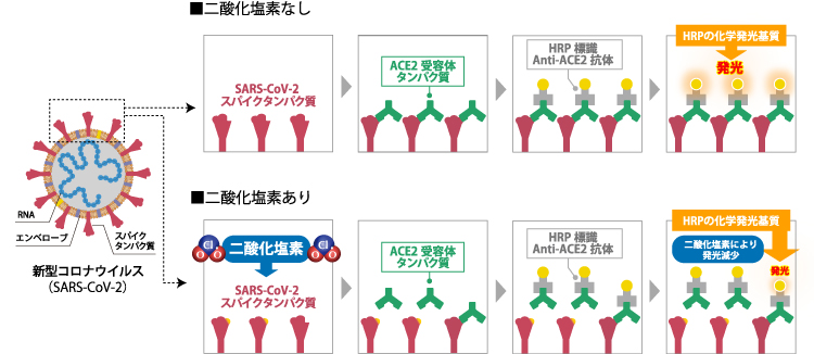 二酸化塩素の新型コロナウイルス（SARS-CoV-2）に対する作用機序