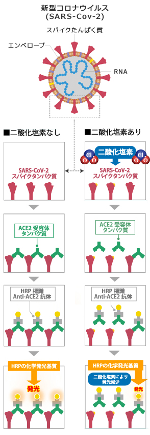 二酸化塩素の新型コロナウイルス（SARS-CoV-2）に対する作用機序