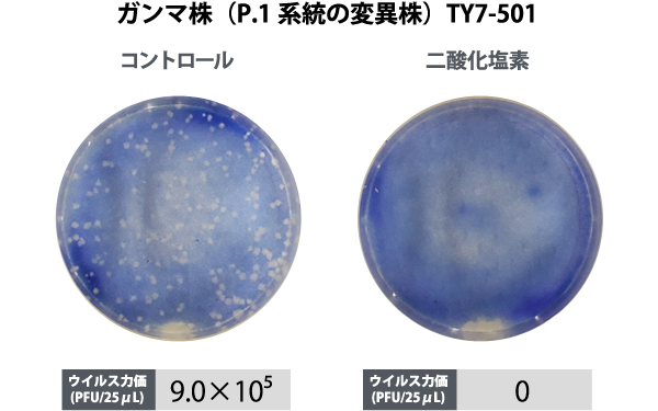 ガンマ株（P.1系統の変異株）TY7-501