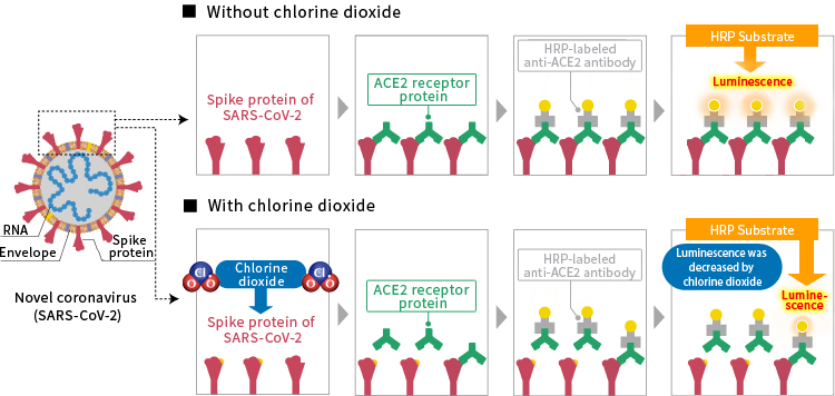 Mechanism of Action of Chlorine Dioxide on Novel Coronavirus (SARS-CoV-2)