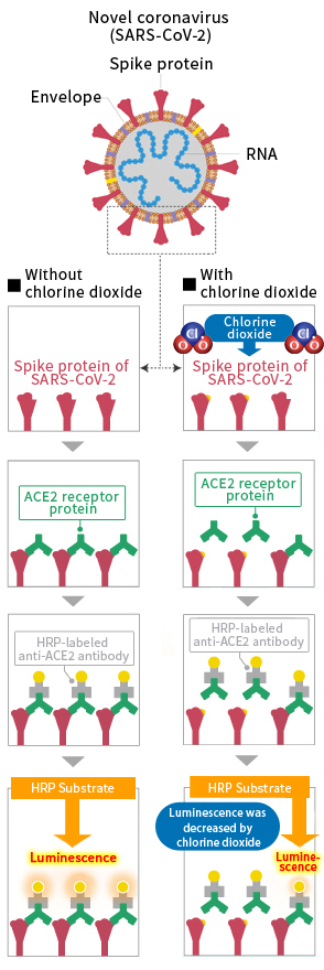 Mechanism of Action of Chlorine Dioxide on Novel Coronavirus (SARS-CoV-2)