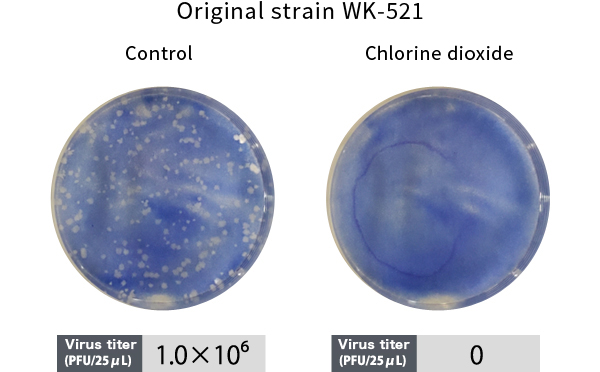 Original strain WK-521