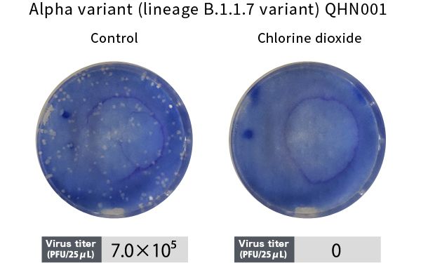 Alpha variant (lineage B.1.1.7 variant) QHN001