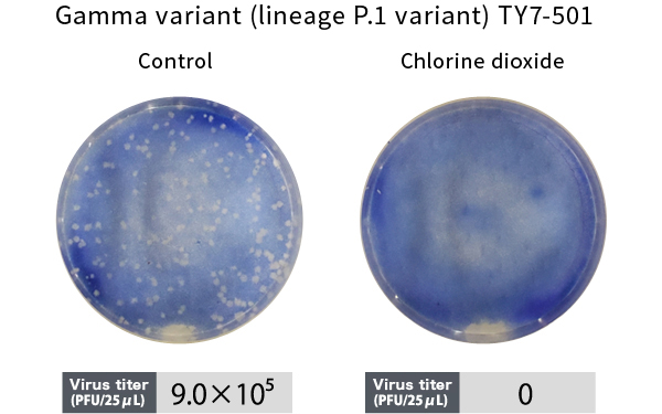 Gamma variant (lineage P.1 variant) TY7-501