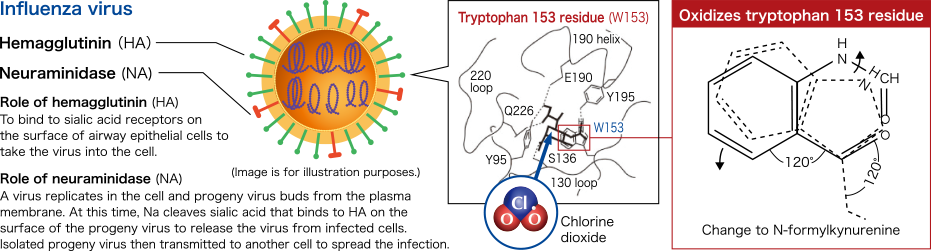 Influenza virus