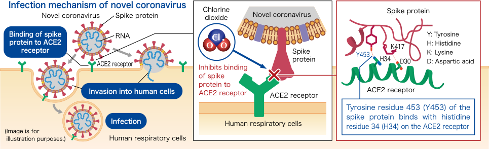 Infection mechanism of novel coronavirus