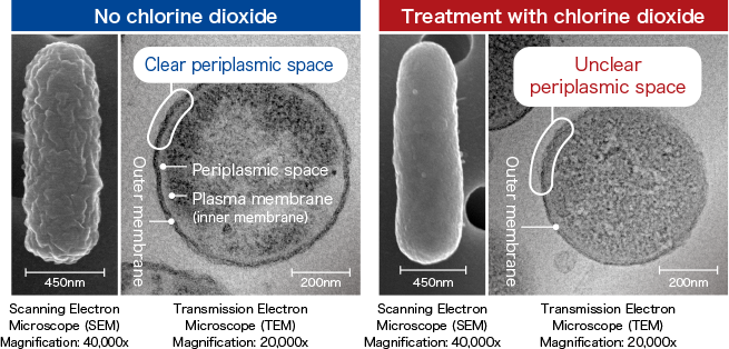 No chlorine dioxide Treatment with chlorine dioxide