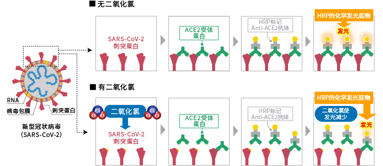 二氧化氯对新型冠状病毒（SARS-CoV-2）的作用机制