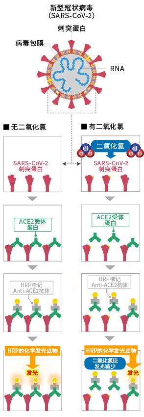 二氧化氯对新型冠状病毒（SARS-CoV-2）的作用机制