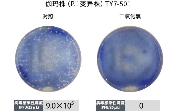 伽玛株（P.1变异株）TY7-501