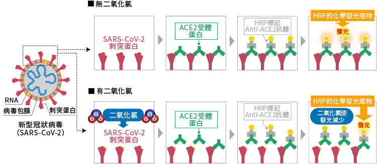 二氧化氯對新型冠狀病毒（SARS-CoV-2）的作用機制