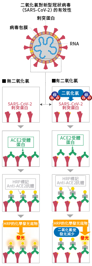 二氧化氯對新型冠狀病毒（SARS-CoV-2）的作用機制