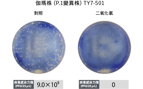 伽瑪株（P.1變異株）TY7-501